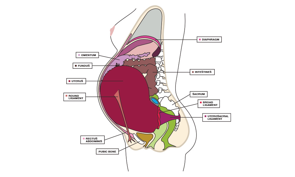 oh baby fitness atlanta medical illustrations graphic design